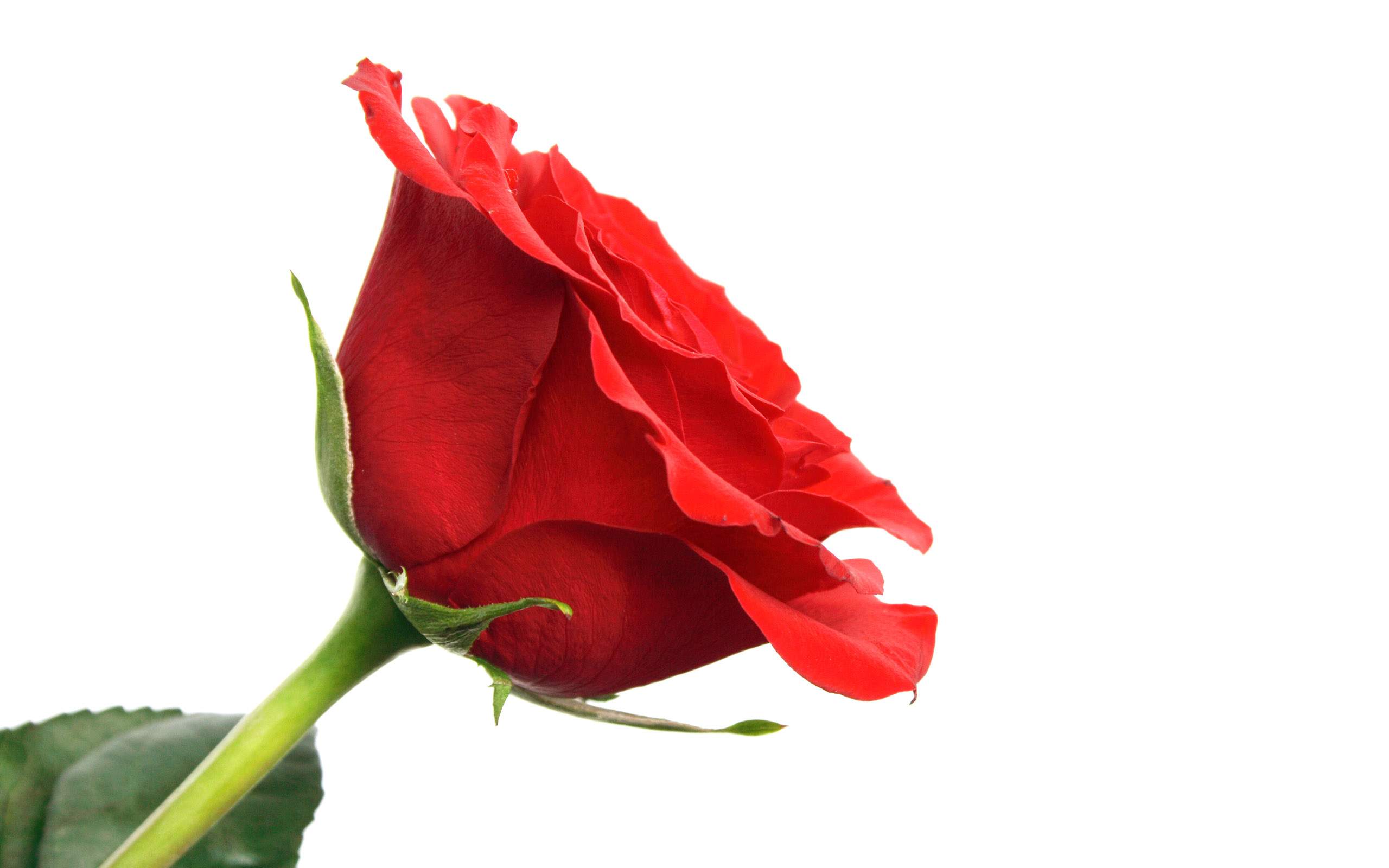Rose Flower - 1616739