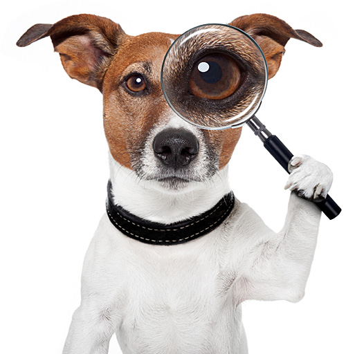 dog-00033.jpg