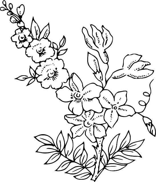 OUTLINE, FLOWER, PLANT, BLOSSOM - Public Domain Pictures - Free ...