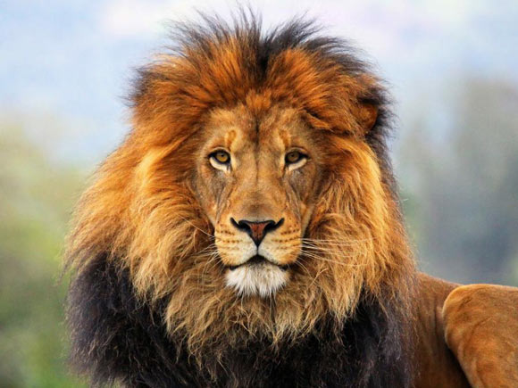Portraits : An Intimate Look At Zoo Animals - Exploring ...