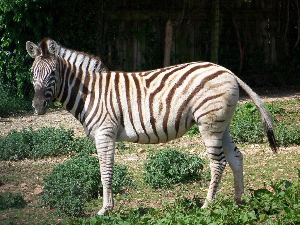 Zoo Gallery :: Dickerson Park Zoo