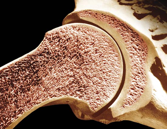 bone | anatomy | Britannica.com