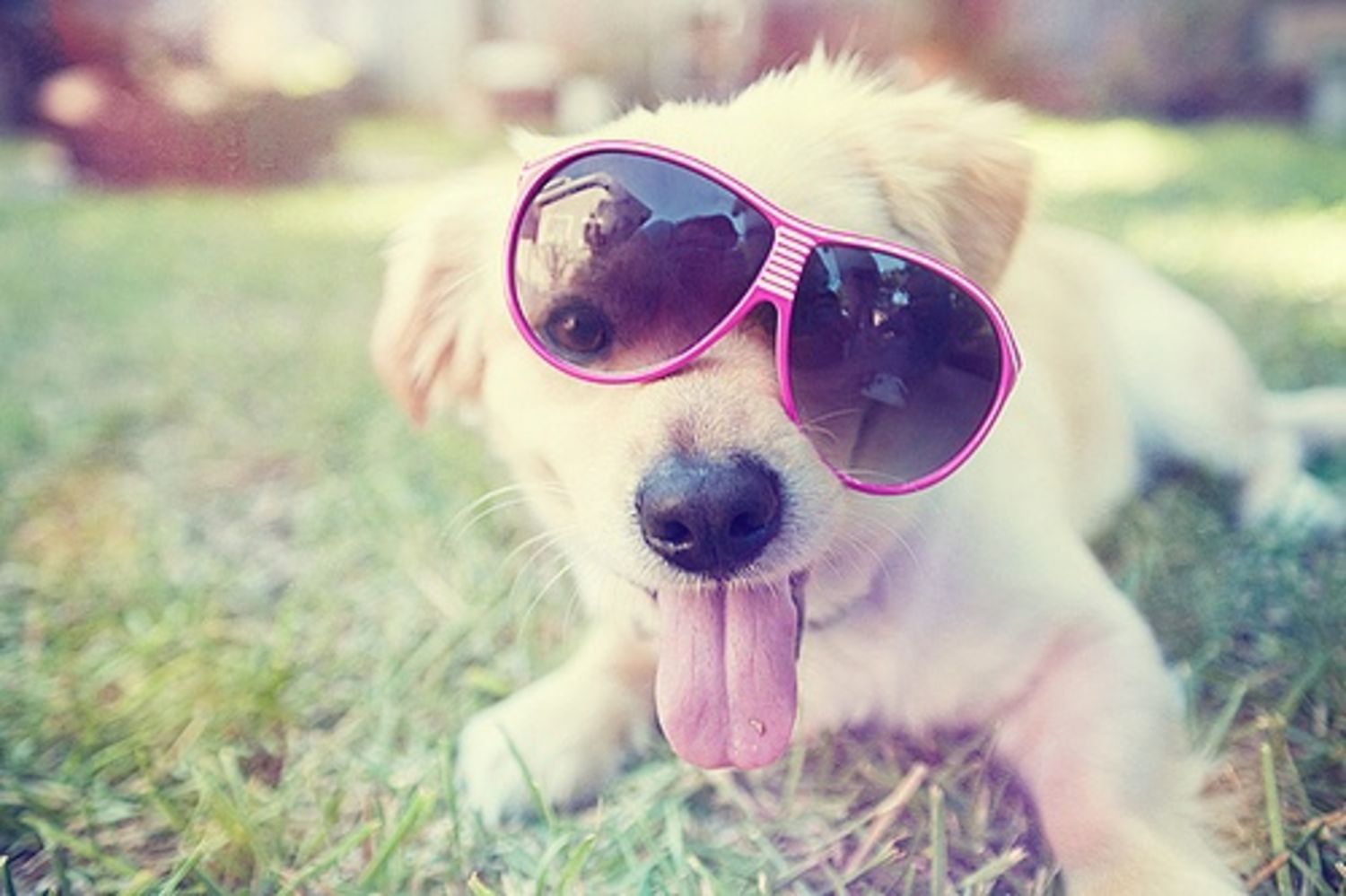 Puppy Texts | Diana's Blog
