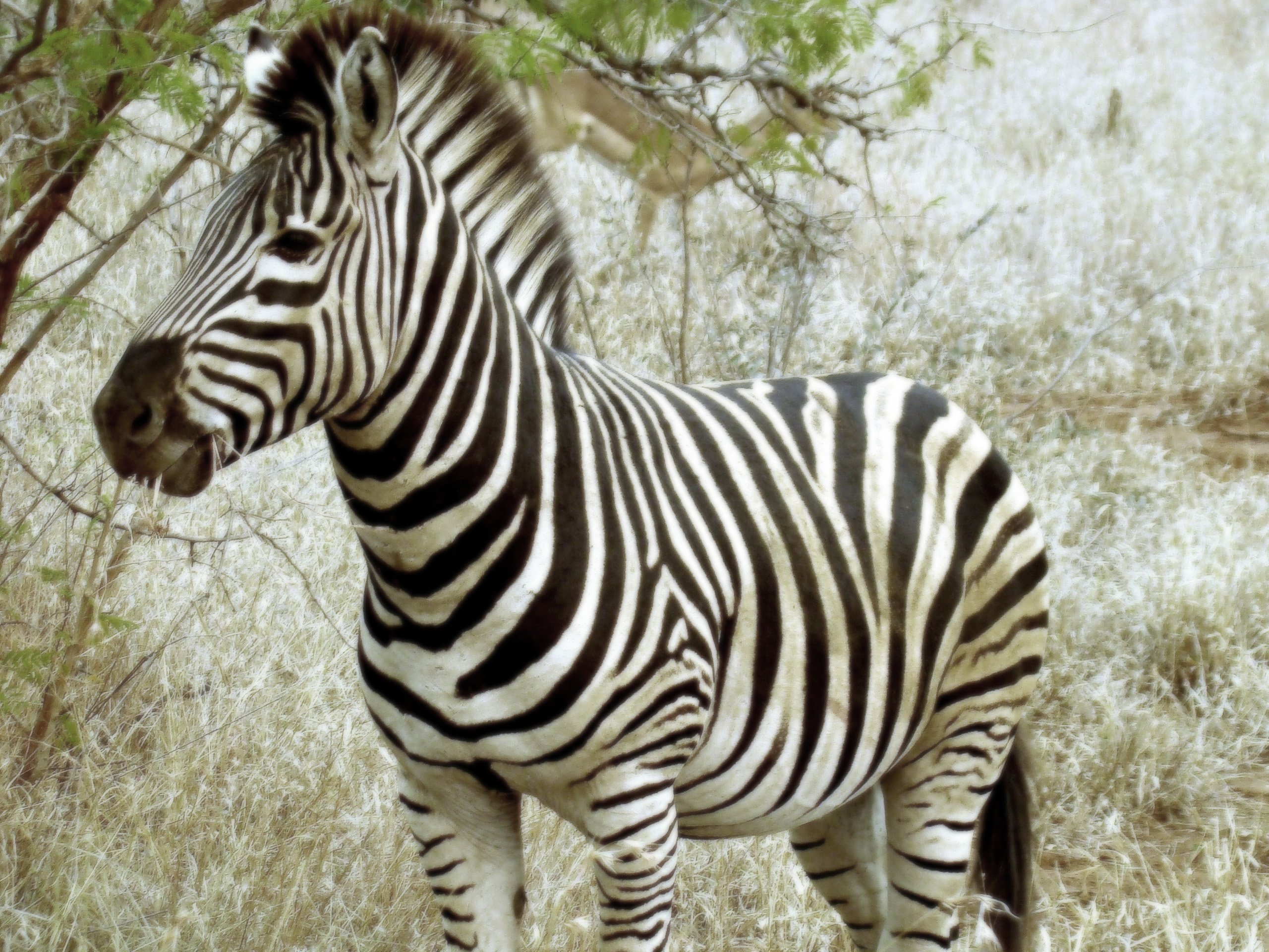 Zebra HD Desktop Wallpaper | Animal Zebra Widescreen Wallpapers ...