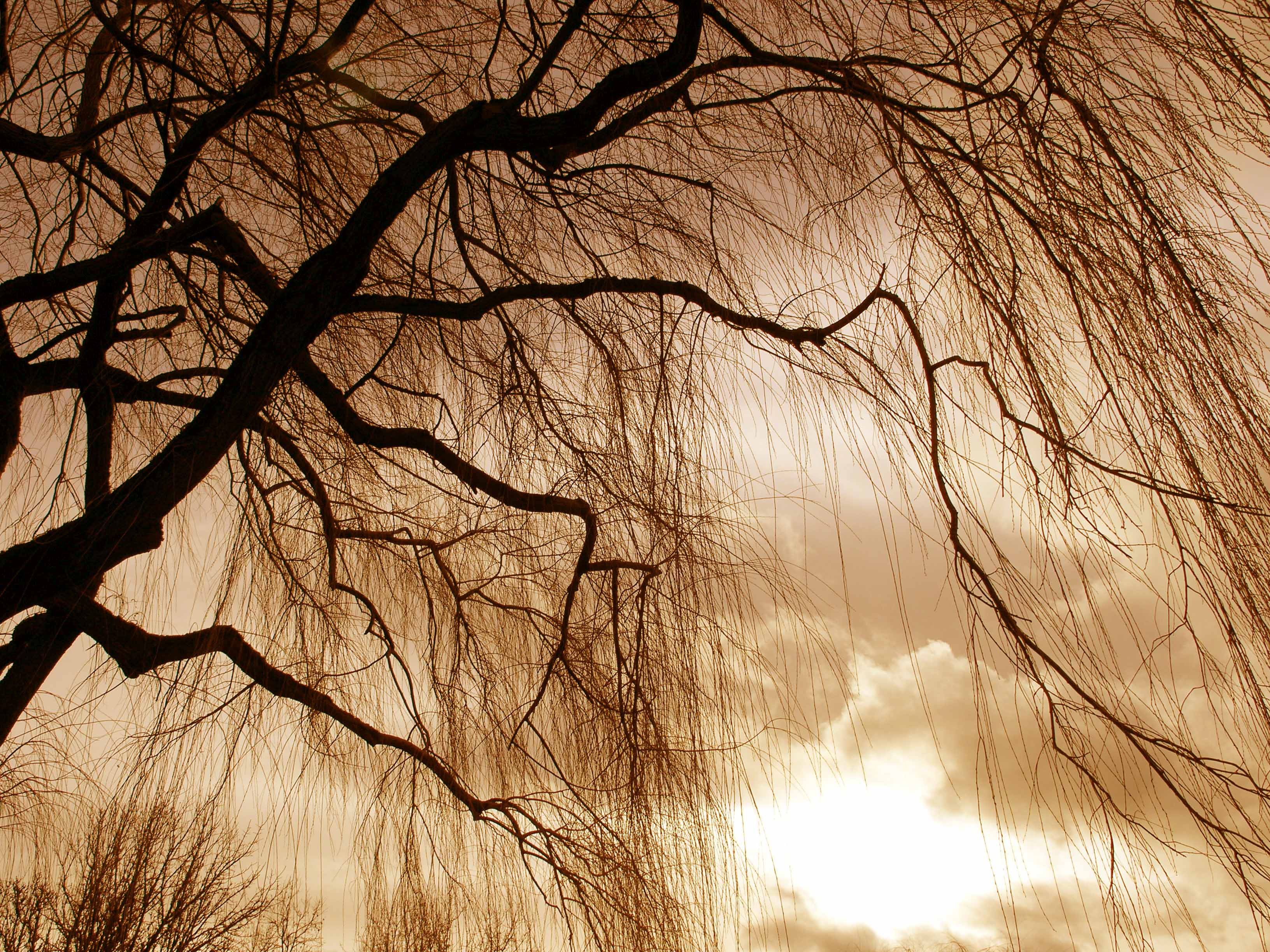 File:Bare Tree 2.jpg - Wikimedia Commons