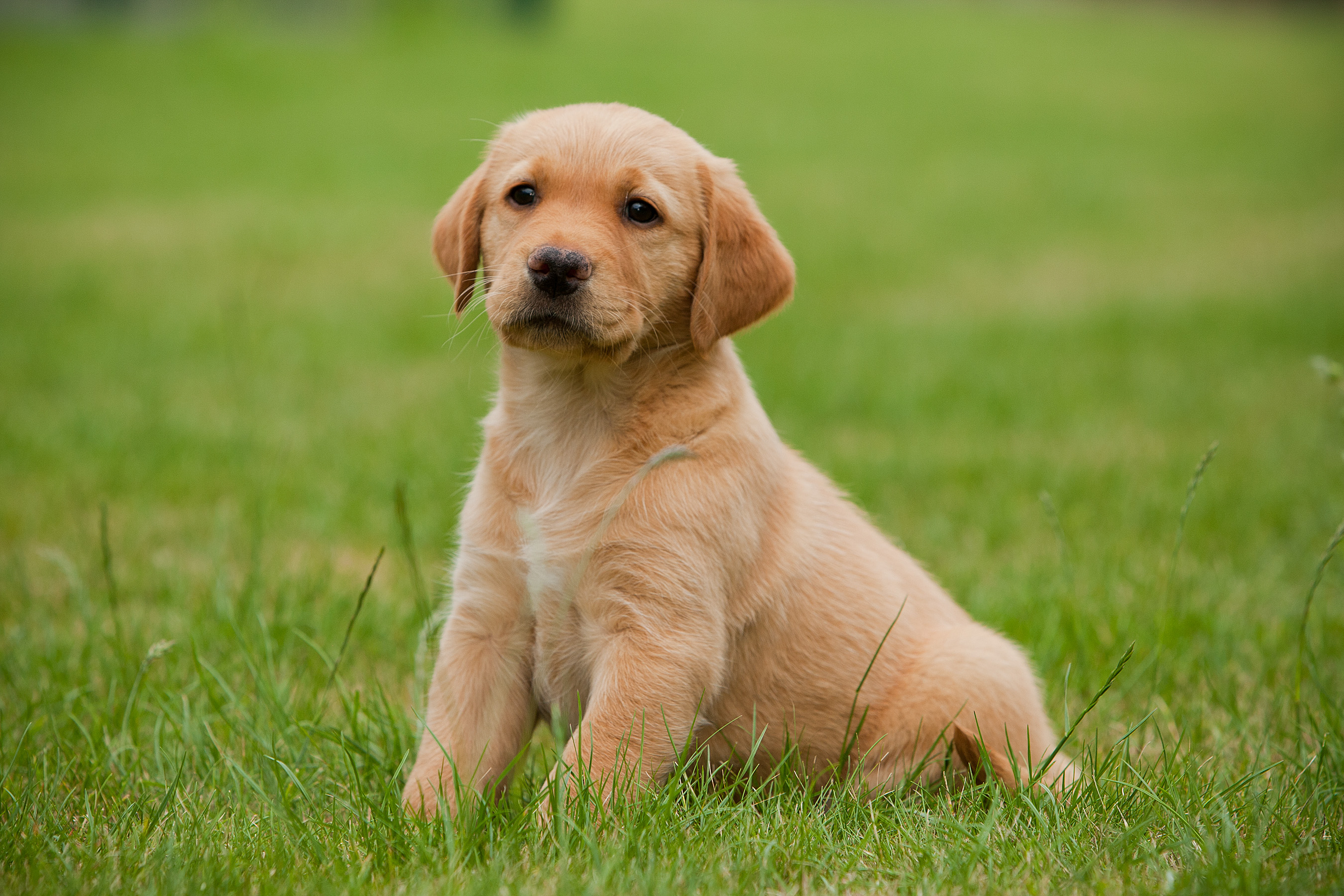 Dogs Photos - Dr. Odd