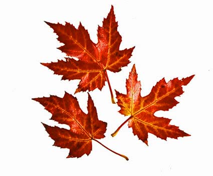 Image - AutumnLeaves.jpg - Austin & Ally Wiki
