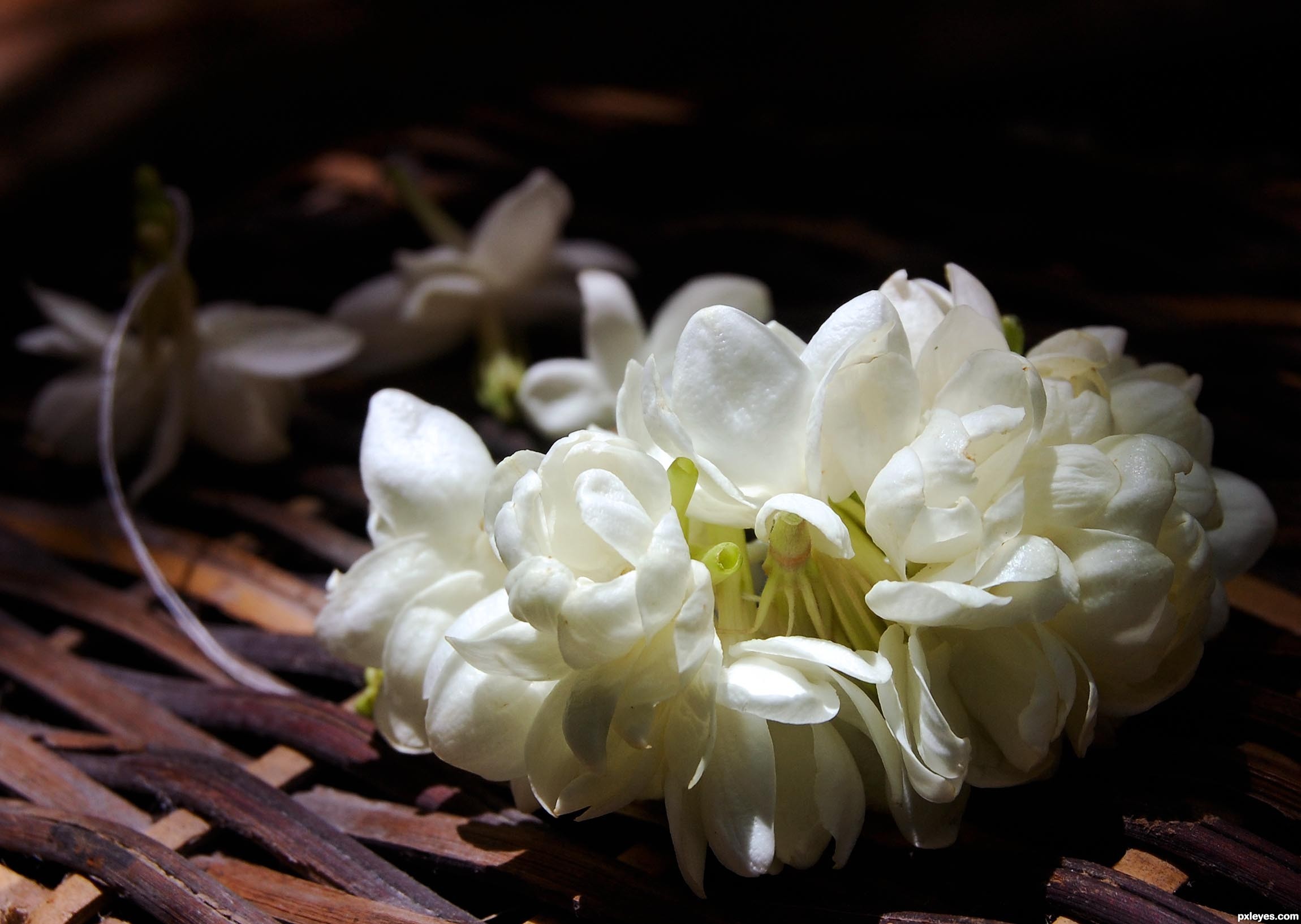 Sampaguita Photography Contest Pictures - Image Page 1 - Pxleyes.com