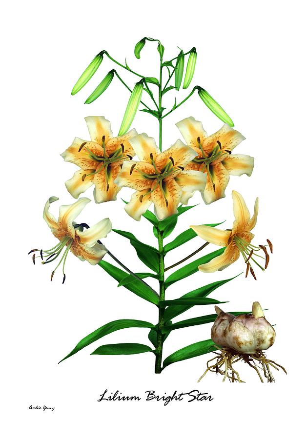 Lily (lilium 'bright Star') by Archie Young - Lily (lilium 'bright ...