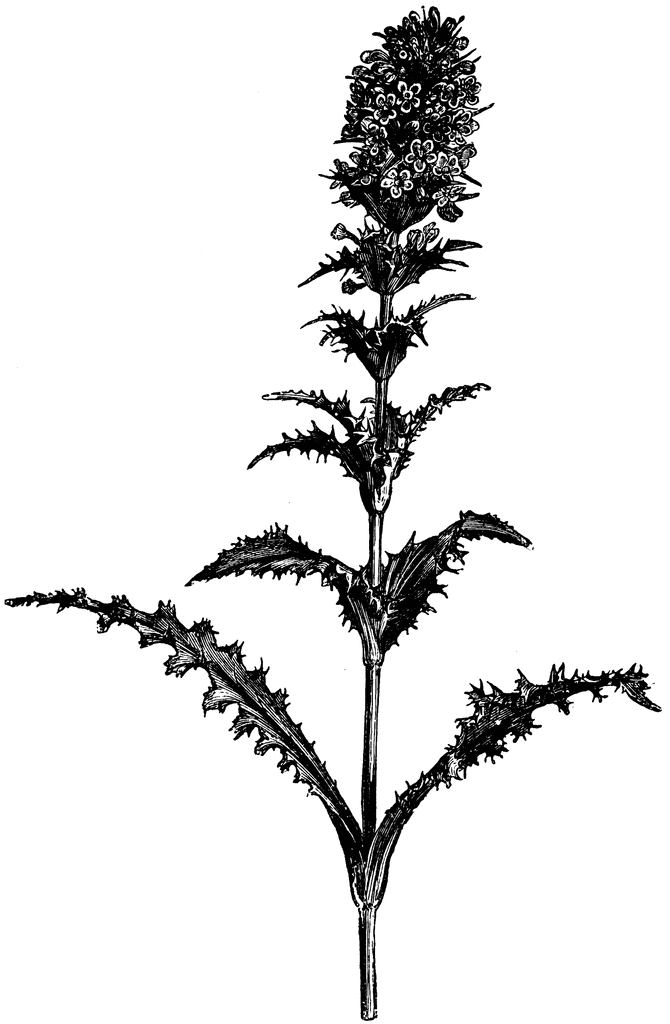 Flowering Stem of Morina Longifolia | ClipArt ETC