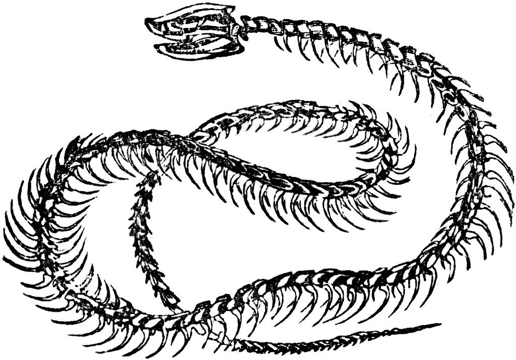 Snake Skeleton Art Images & Pictures - Becuo