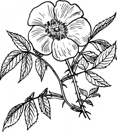 Rose Outlines - Cliparts.co