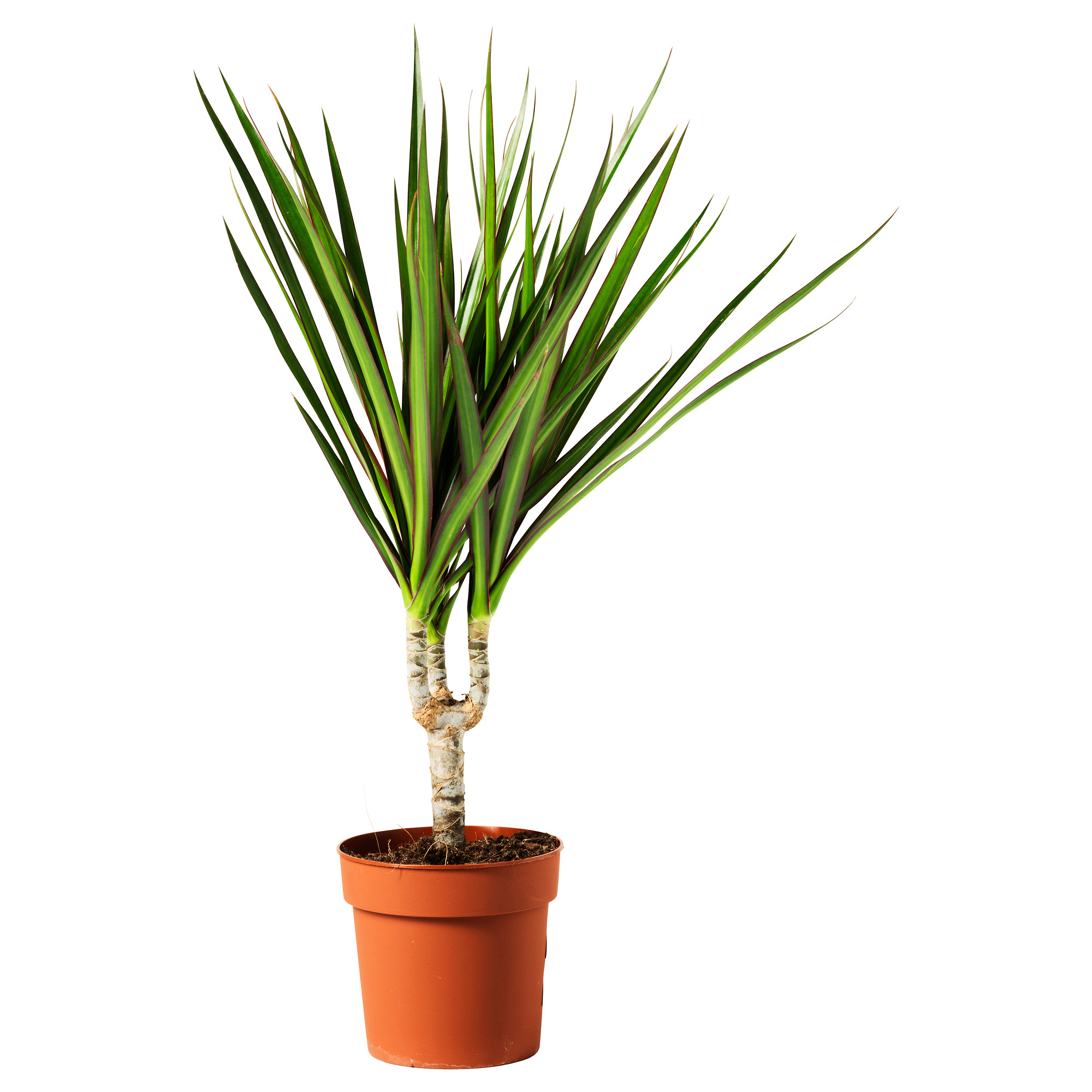 Plants and Plant Pots - IKEA