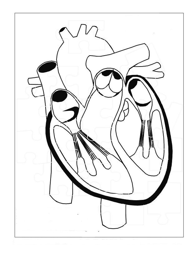 human body parts Colouring Pages (page 2)