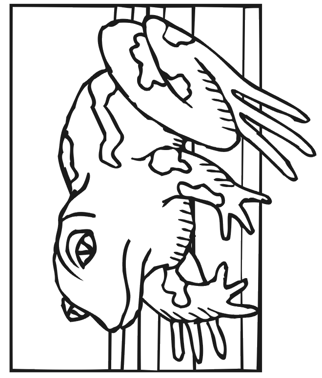 Frog Coloring Page | Frog Sitting Still