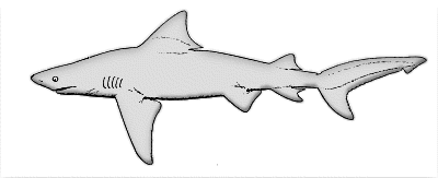 Great White Shark Clipart - Gallery