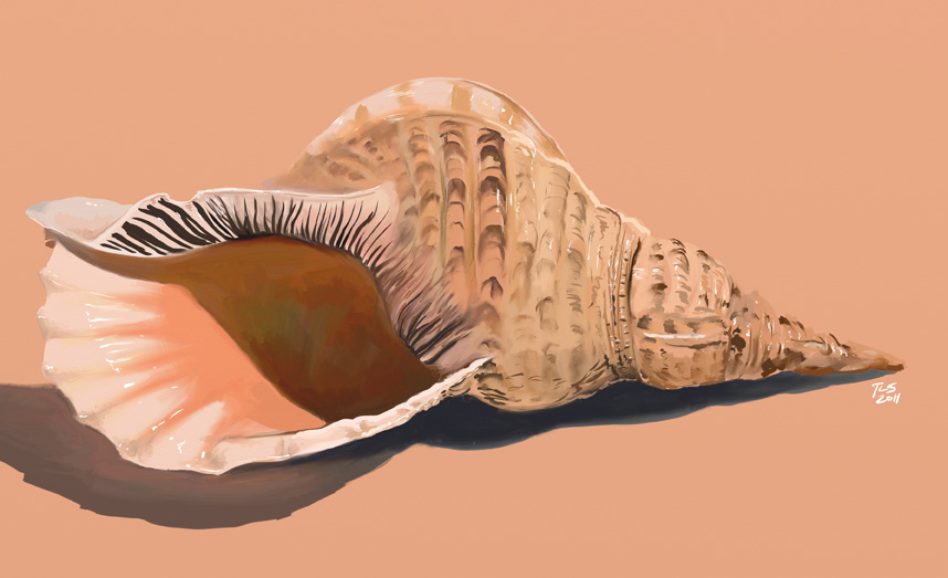 Ted Stoltz : Conch Shell