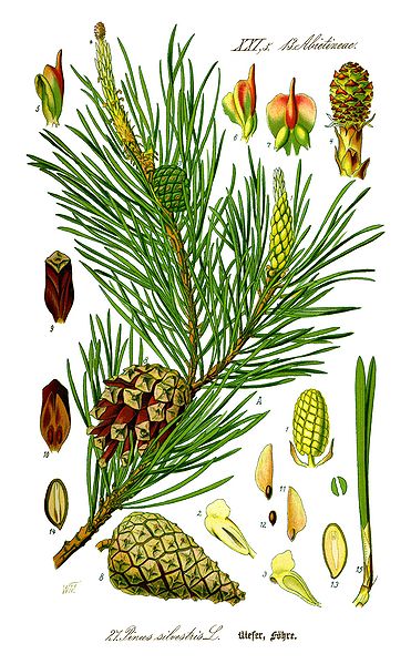 Kegunaan Pohon Pinus | bushcraft indonesia