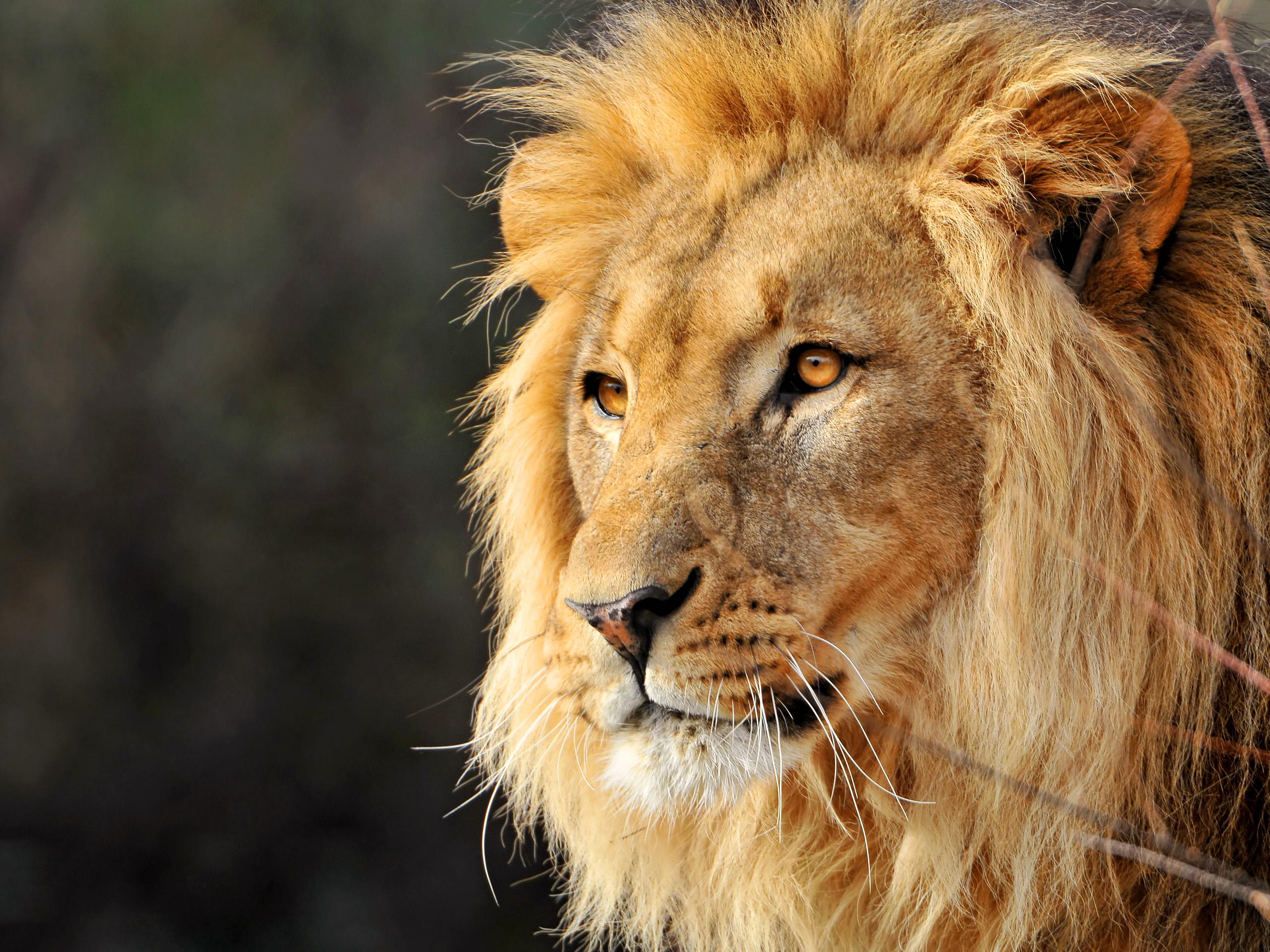 Desktop image of lion face wallpaper 3d hd picture design free ...