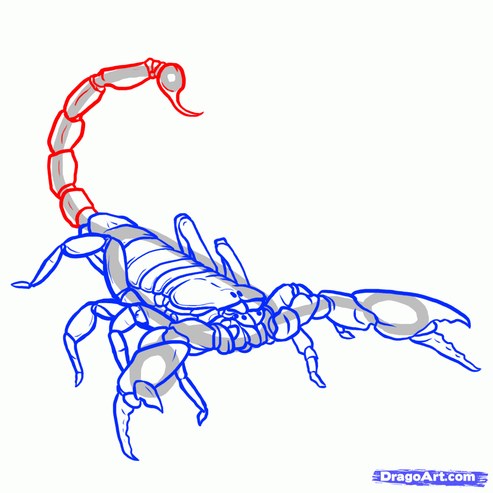 Image gallery for : easy scorpion drawings