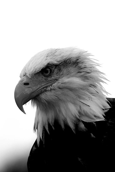 Bald Eagle Black and White" Posters by mrshutterbug | Redbubble