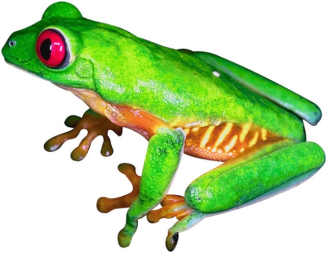 Red Eyed Tree Frogs - Los Angeles, Orange County, Riverside, San ...