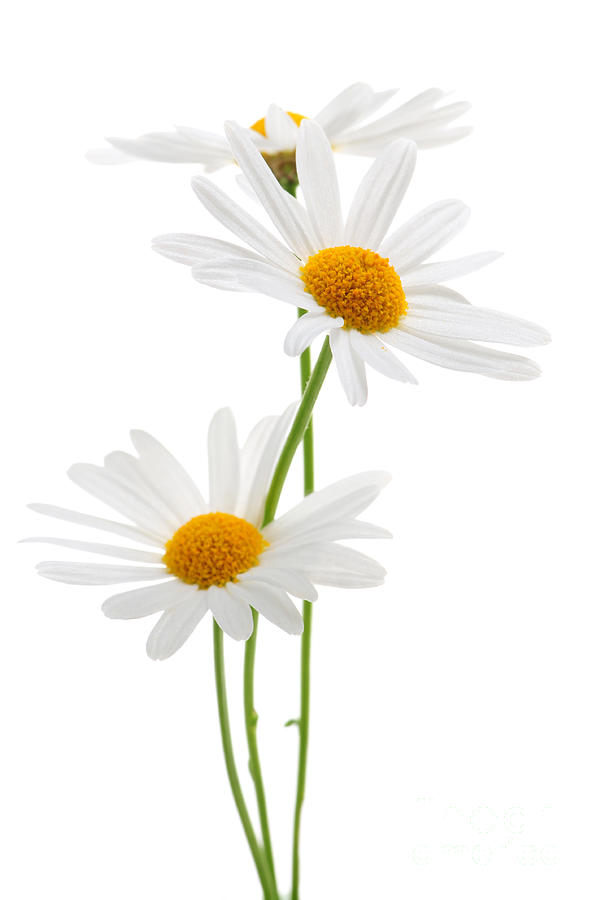 Classic Daisy --- Only white with yellow middle type - Fine Art ...
