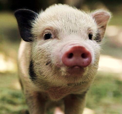 Micro Pigs (@micropigsonline) | Twitter