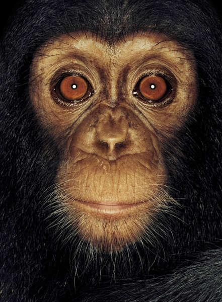 Closeup Primate Photography : Monkey Face