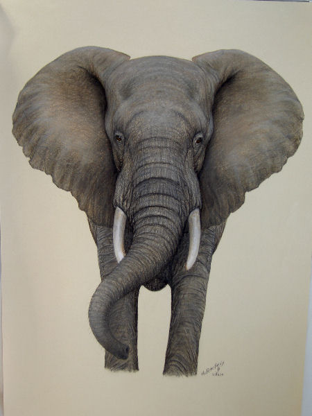 elephants on Pinterest | Elephant Drawings, African Elephant and ...