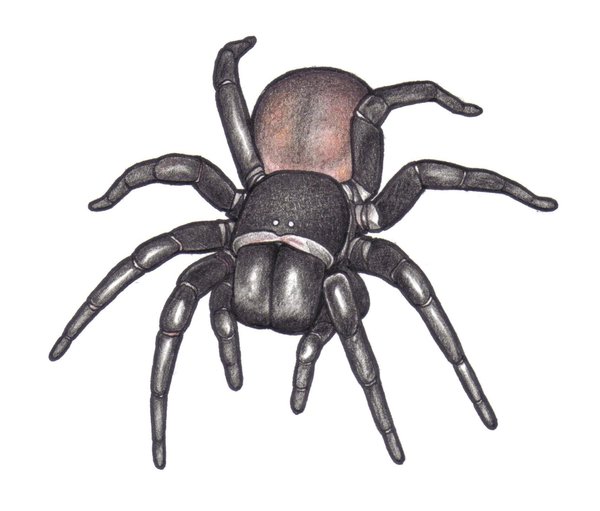 Funnel web spider cartoon by Weaslet on DeviantArt