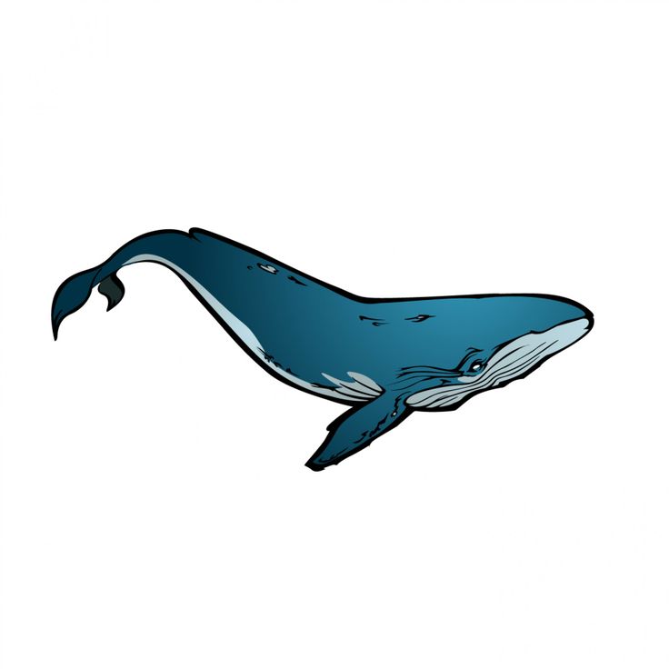 Whale Illustrations - Cliparts.co