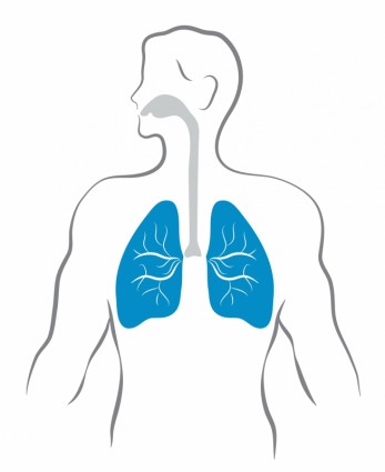 Respiratory system diagram Free vector for free download (about 2 ...