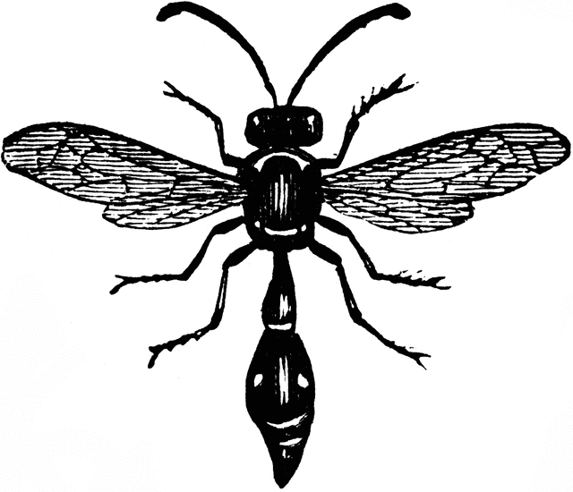 Potter Wasp | ClipArt ETC