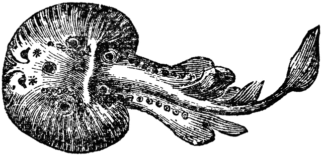 Spotted Torpedo | ClipArt ETC