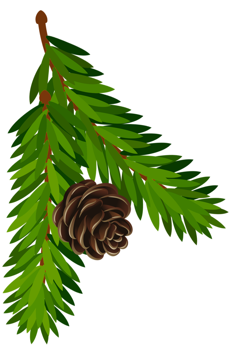 Transparent Pine Branch with Cone PNG Art