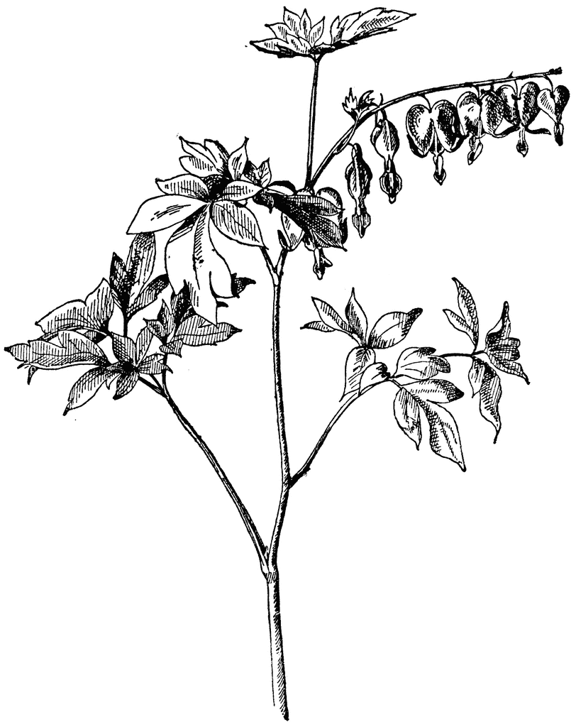 Bleeding Heart | ClipArt ETC