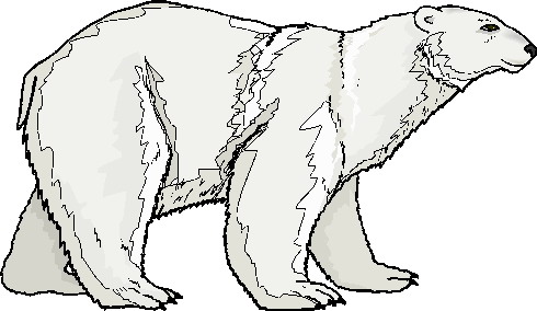 Clip Art - Clip art polar bears 986460