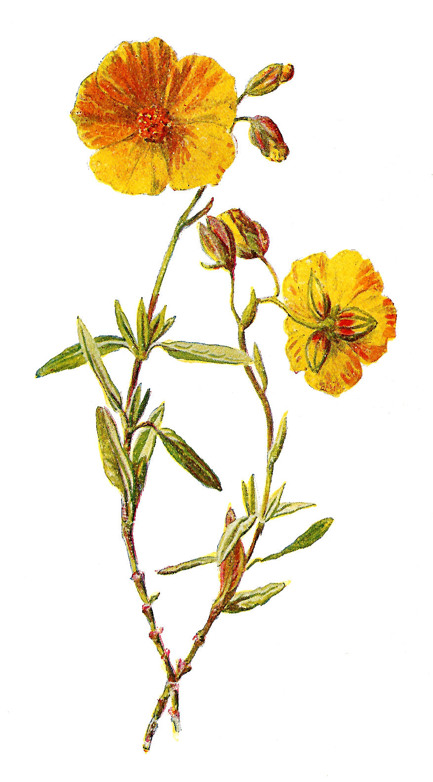 Antique Images: Free Wild Flower Clip Art: 2 Flower Illustrations ...