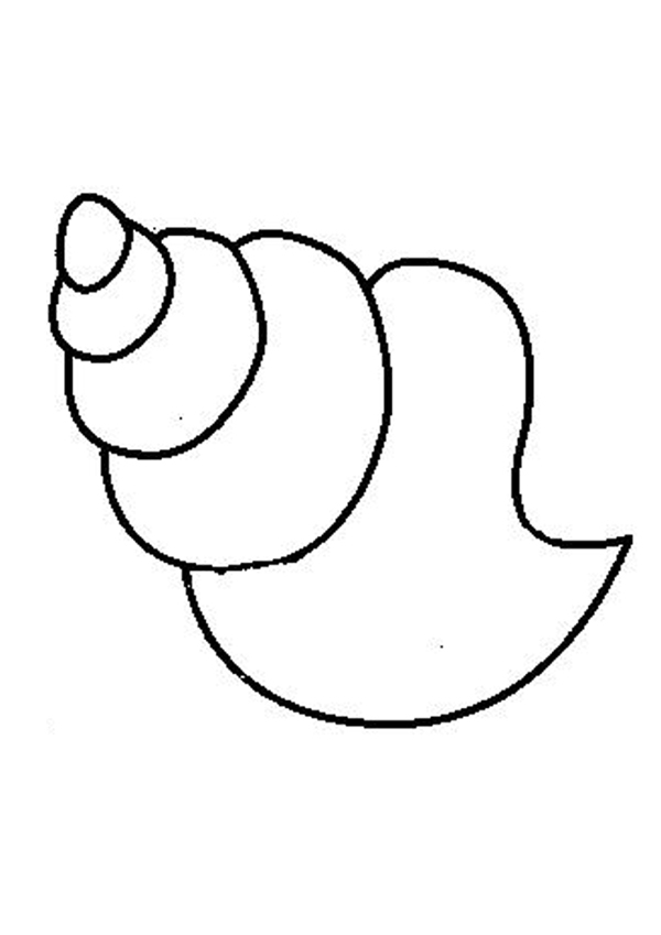 Sea Shell Drawings