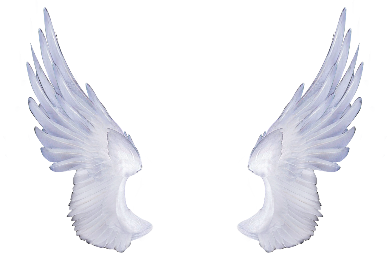 White Angel Wings Png Transparent Angel Wings Png Wings Png White ...