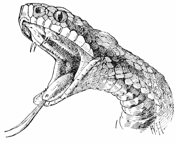 Free Snake Clipart, 2 pages of Public Domain Clip Art