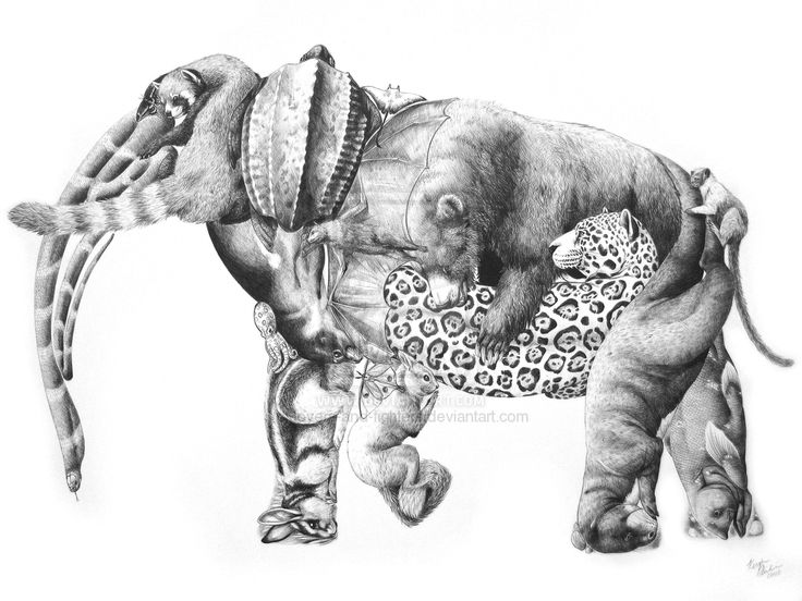 elephant #drawing #illustration | elephants | Pinterest