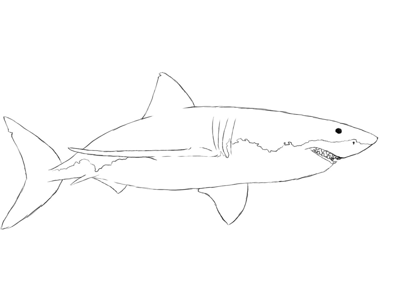 How To Draw A Shark - Draw Central