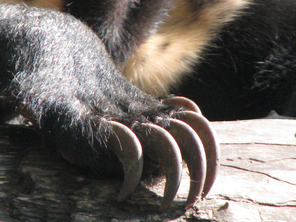 BEAR CLAW OF SUN BEAR, ST LOUIS ZOO | Flickr - Photo Sharing!