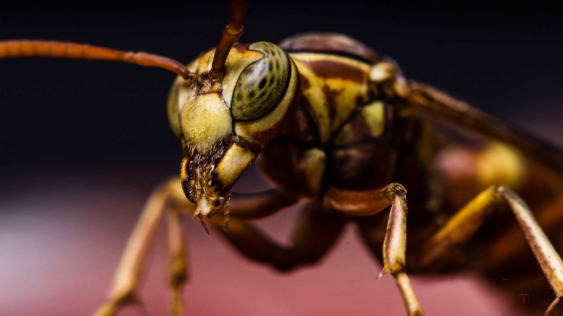 Macro Photography - Hornet - Studio shot - walk-through - YouTube