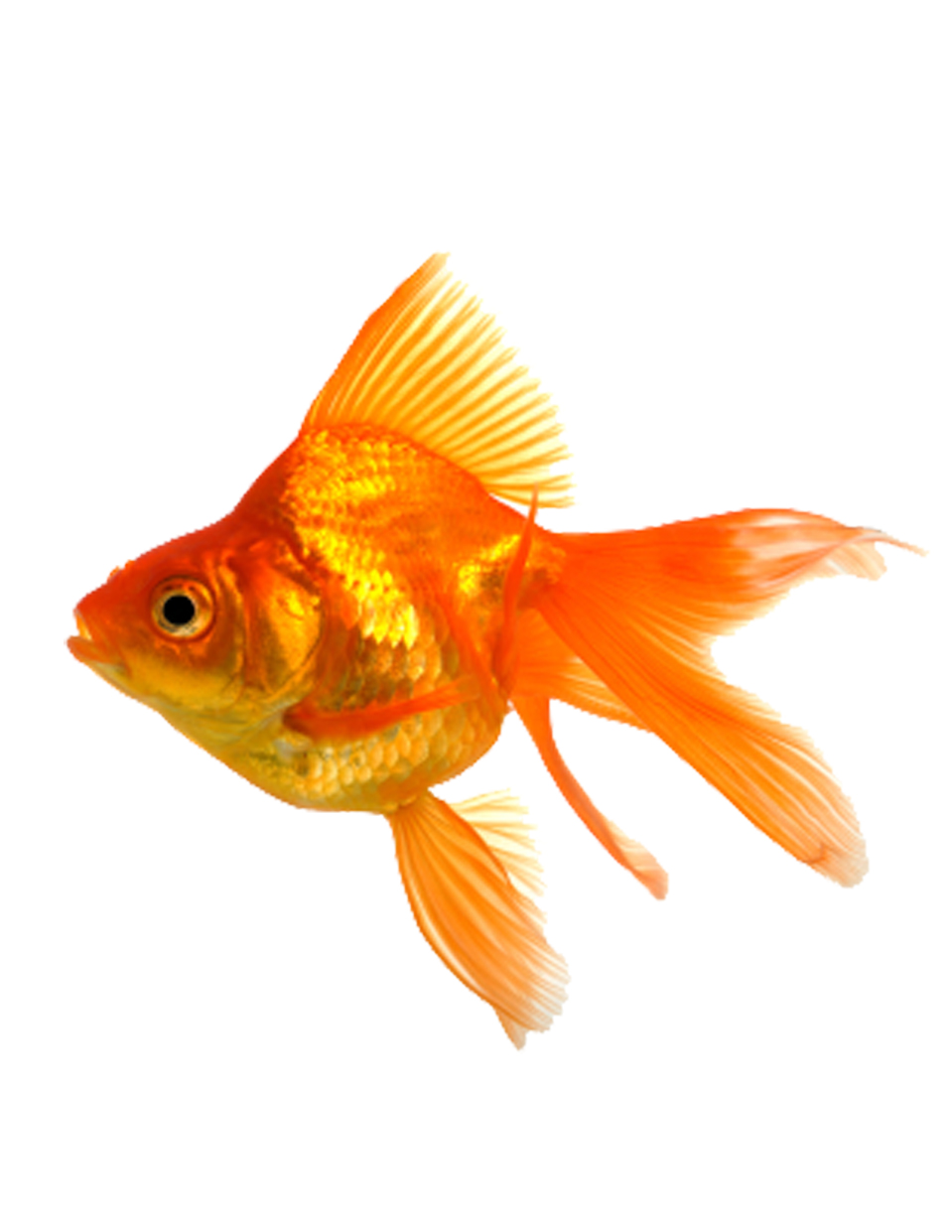 Fantail Goldfish | jonesfish.com