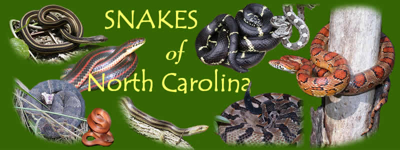 Snakes of North Carolina