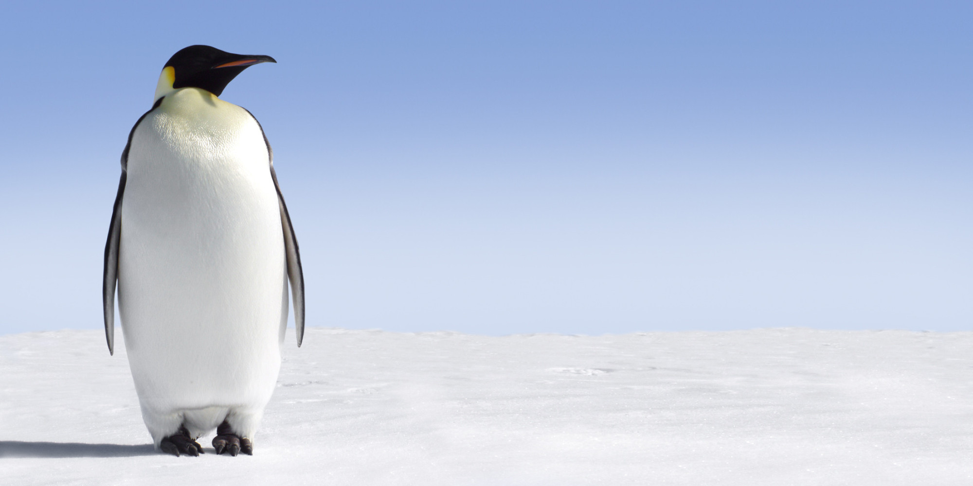 Saving Emperor Penguins Requires Swift Climate Action | Shaye Wolf