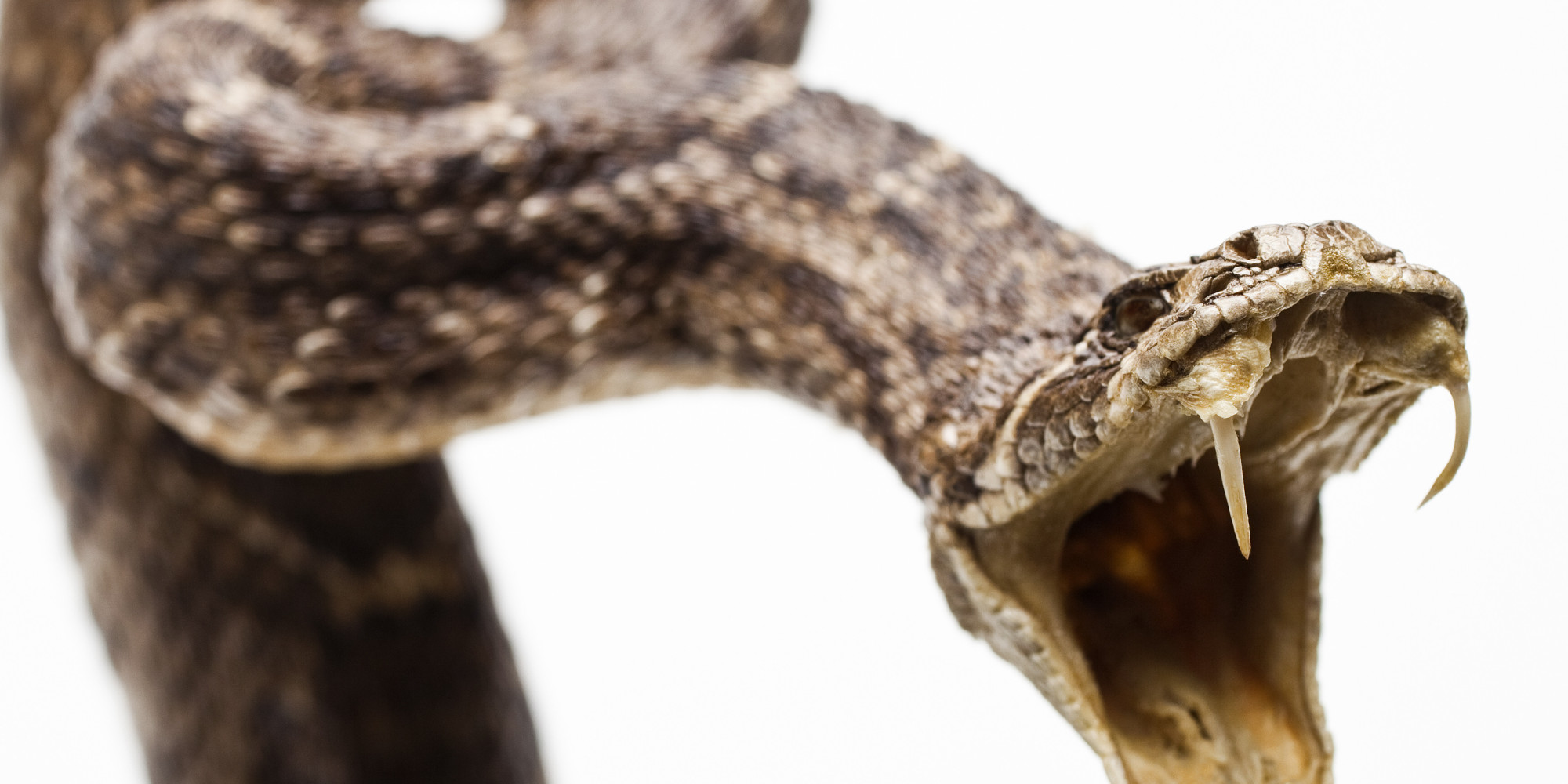 Chef Reportedly Dies After Being Bitten By A Decapitated Snake ...